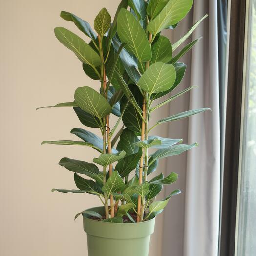 Фикус Аудрей