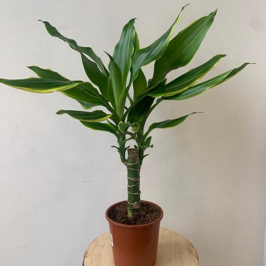 Комнатное растение драцена фрагранс