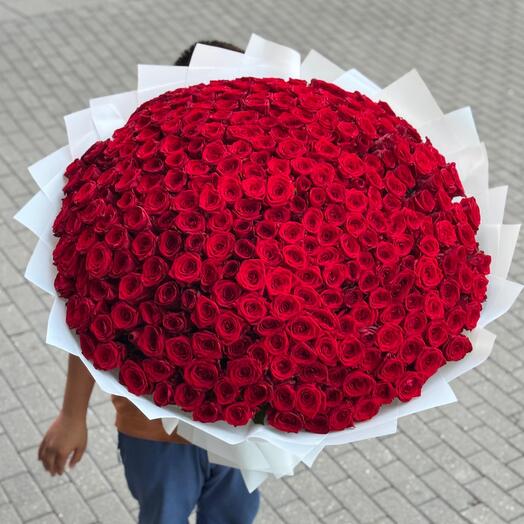 Красные розы 301 шт 😍😍