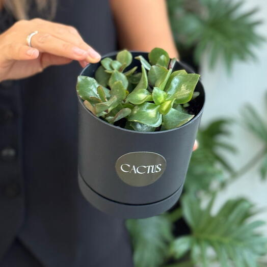 Красула - денежное дерево ( пересаженная в кашпо)