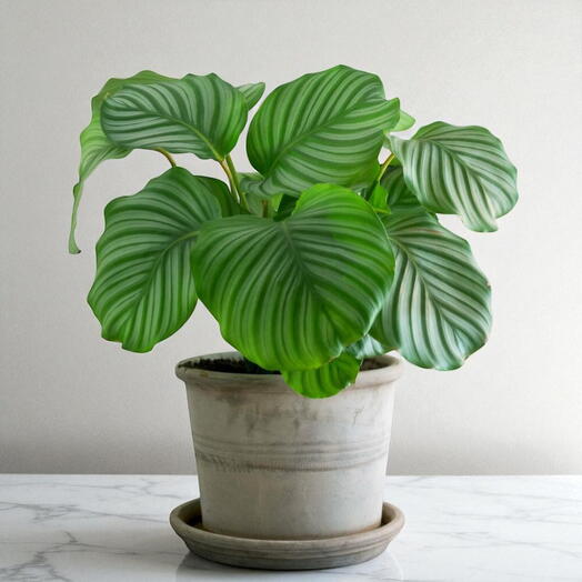 Calathea Orbifolia