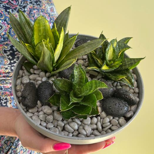 Сансевиерии в стильном сером кашпо