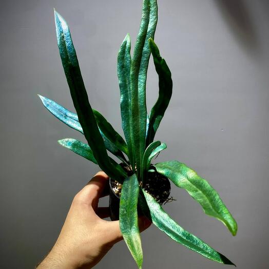 Папоротник Микросорум Тайландикум гибрид