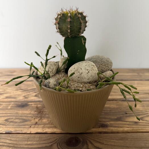 "В кремовом кашпо"