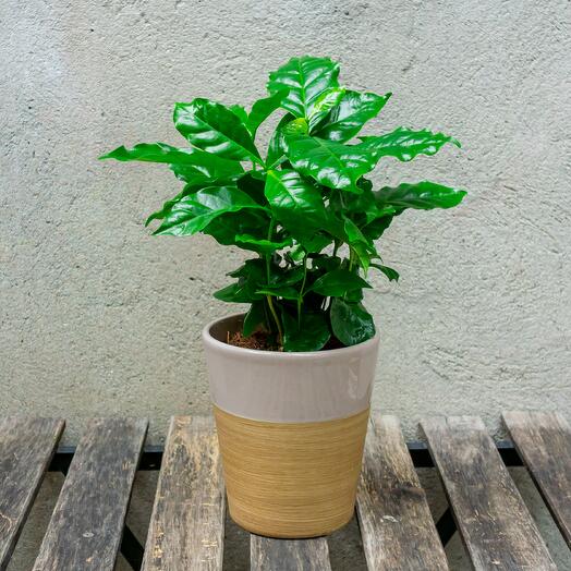 Coffee Arabica Tree in a beige pot