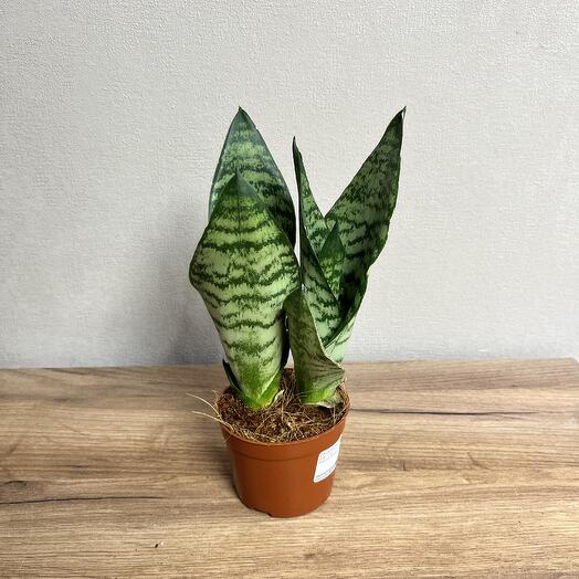 Сансевиерия Зейланика двойная