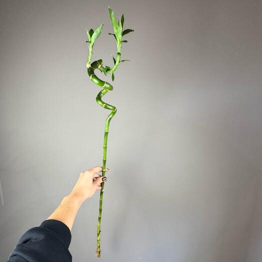 Бамбук-драцена