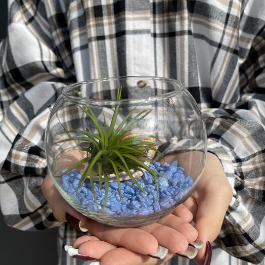 Флорариум с тилансией