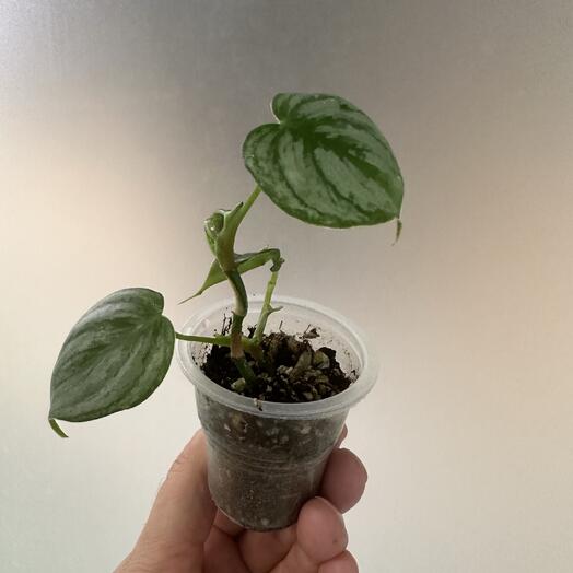 Филодендрон Брандиатум Brandtianum