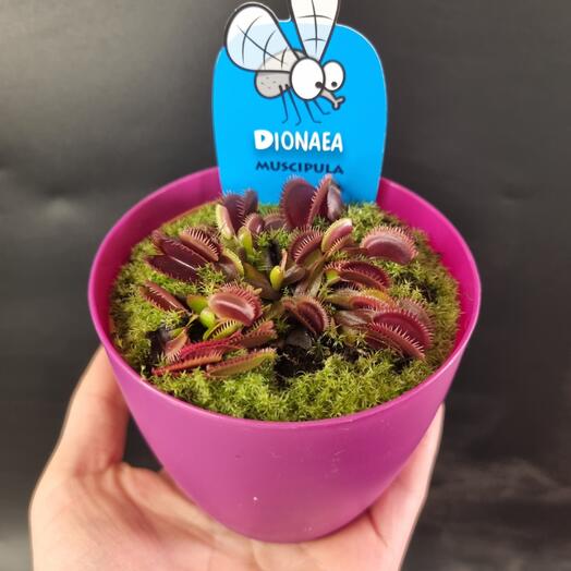 Сортовая венерина мухоловка Red Dragon д9 с кашпо