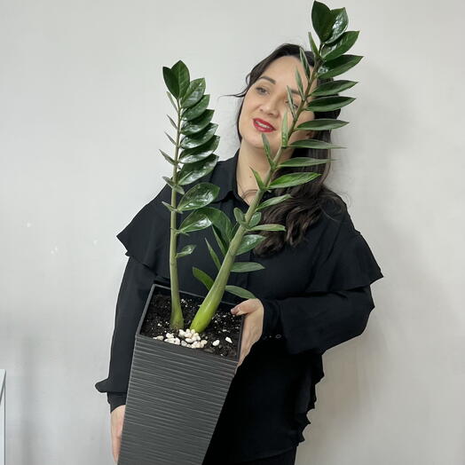 Комнатное растение Замиокулькас Raven (Долларовое дерево,  95см)