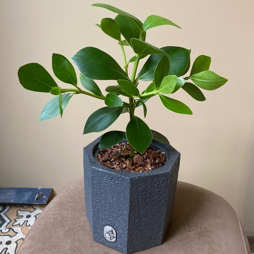 Комнатное растение клузия