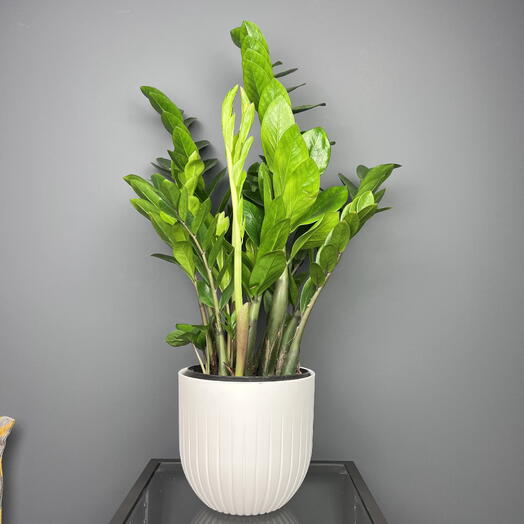 Замиокулькас высокий денежное дерево в белом горшке, высота 60см