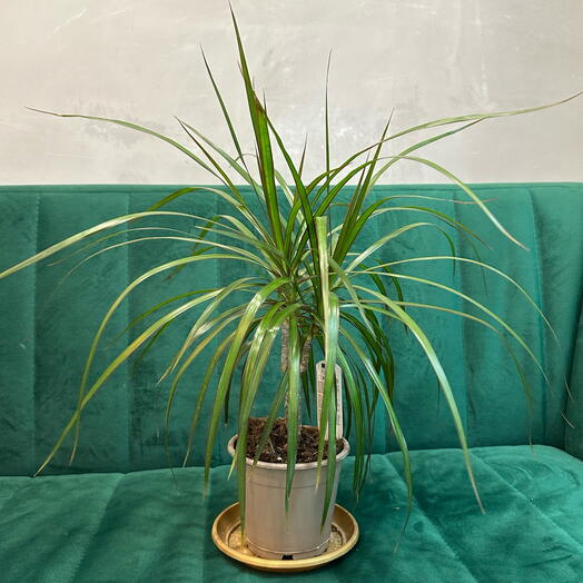 Комнатное растение Драцена