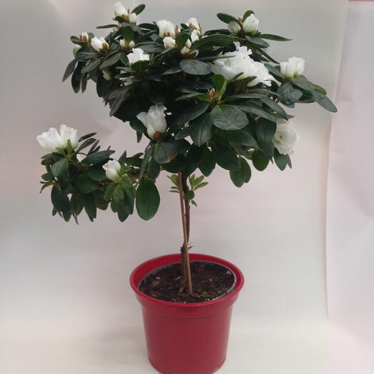 Азалия на штампе белая