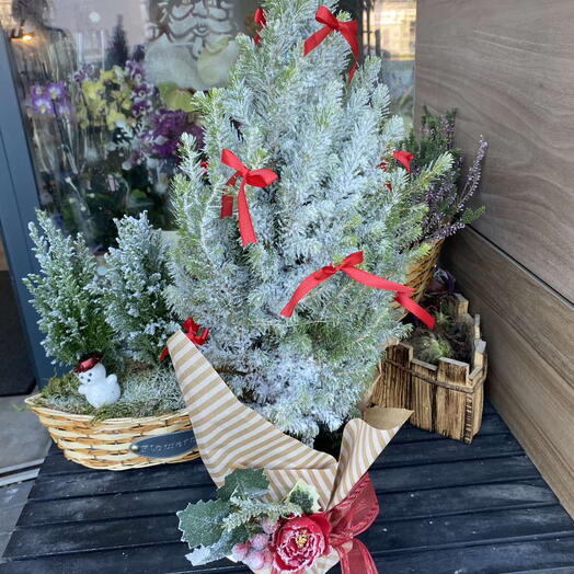 Christmas tree in a pot 1