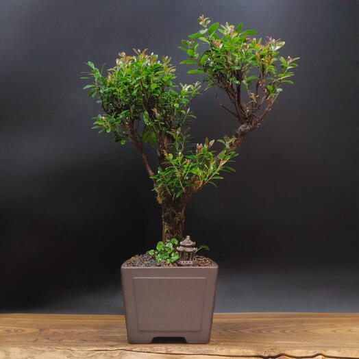 Бонсай Сизигиум, 45см, 15 лет