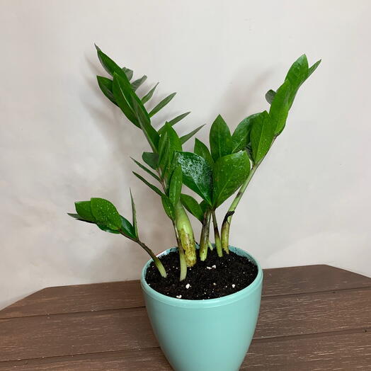 Замиокулкас