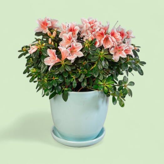 Azalea Sadə Dibçəkdə