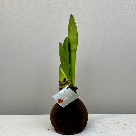 Луковица амариллиса в воске Премиум