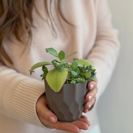 Каланхоэ лечебное пересаженное