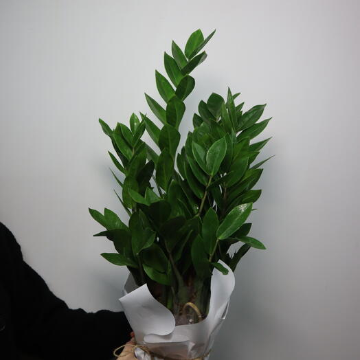 Замиокулькас d 15см