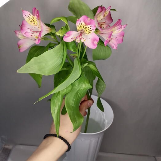 Альстрамерия