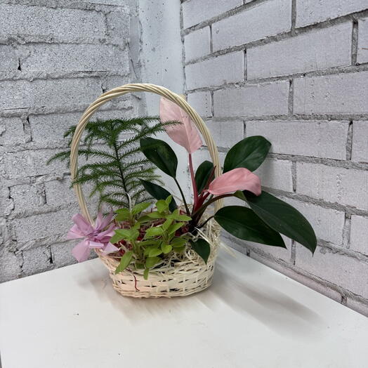 Подарочная корзина с горшечными растениями M