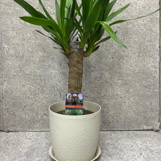 Юкка в кашпо
