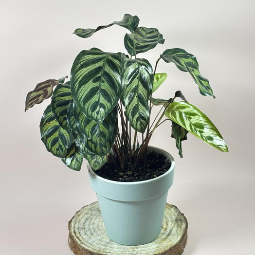 Калатея Макояна в мятном горшке