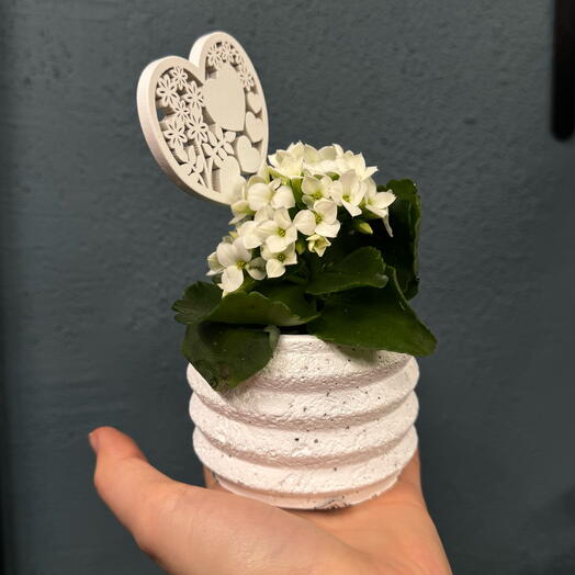 Комнатное растение Каланхое