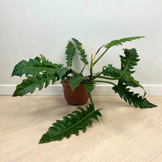 Филодендрон Jungle Boogie