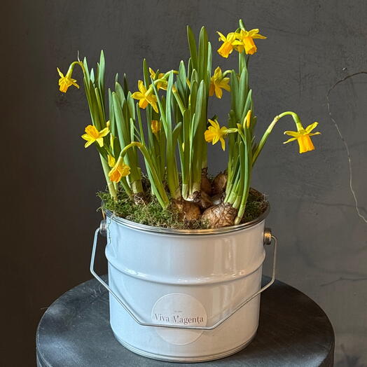 Нарциссы в ведре 2.0