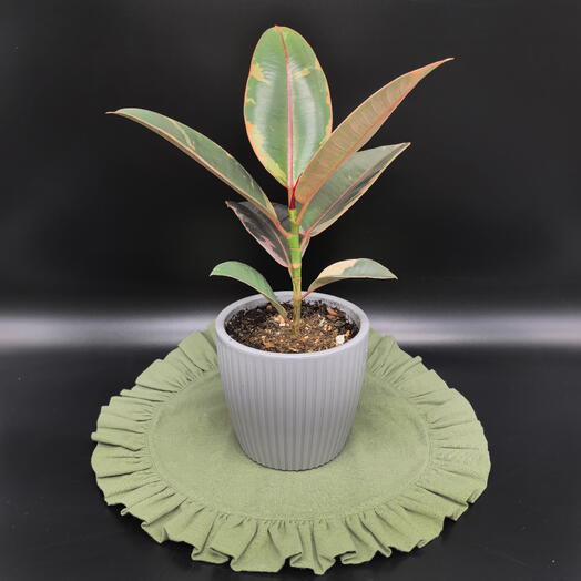 Фикус Эластика Тинеке в стильном кашпо