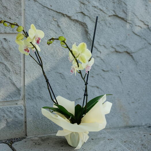 💕 Орхидеи фаленопсис  в подарочной упаковке к 8 марта