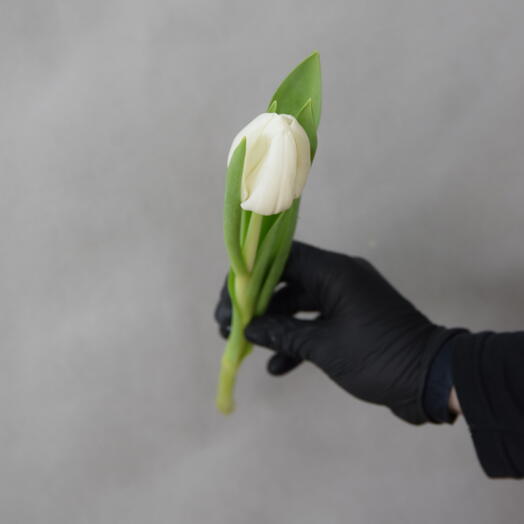 Весенние белые тюльпаны