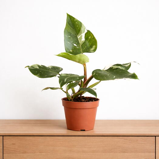 Philodendron White Princess