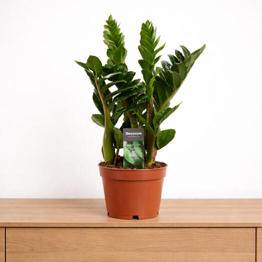Zamioculcas ‘Zenzi