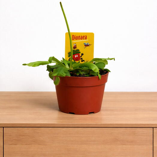 Dionaea muscipula