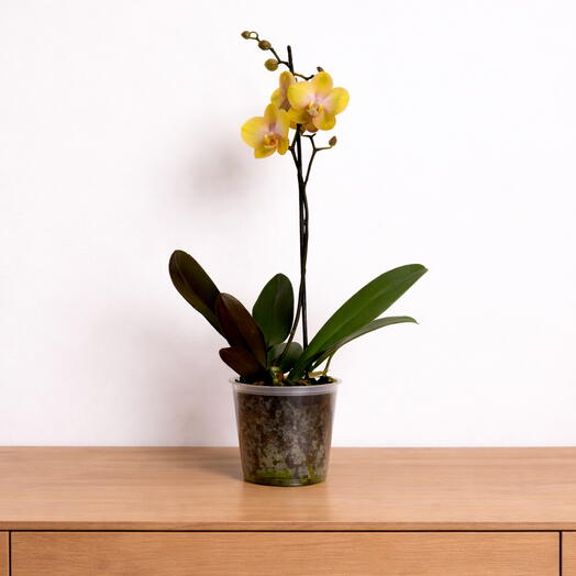 Phalaenopsis – Golden Blush Orchid