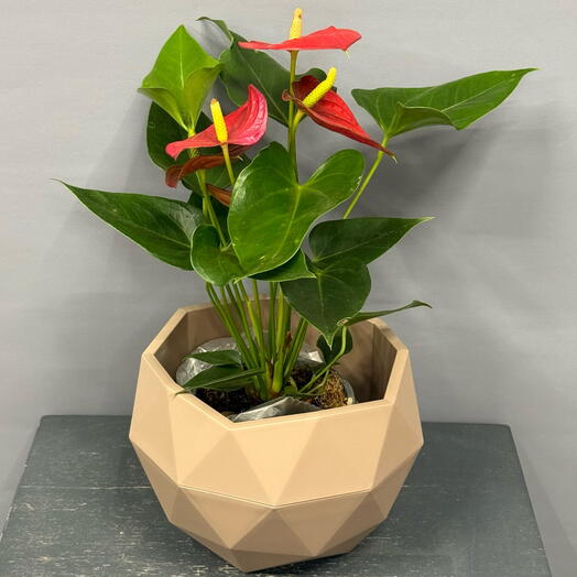 Антуриум красный в стильном горшке