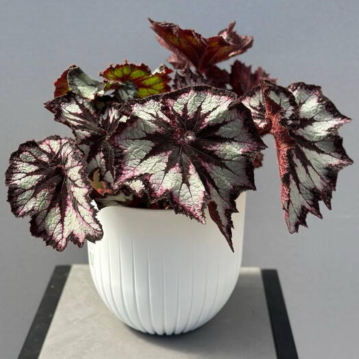 Комнатное растение Бегония (BEGONIA REX MIX 3PP)