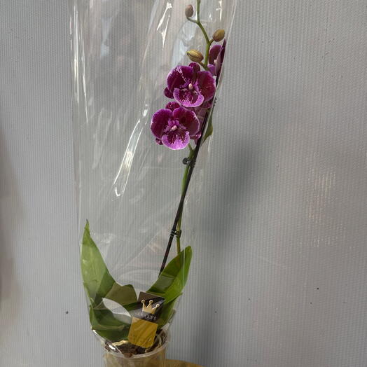 Орхидея яркая