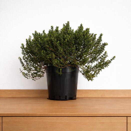 Aromatic Thyme – Fragrant Mediterranean Herb