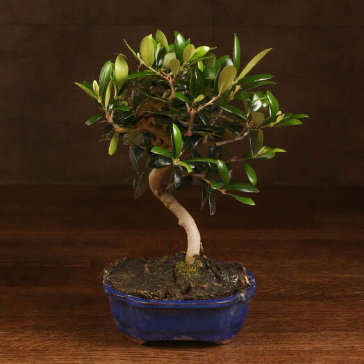 Бонсай Олива в синей плошке 30 см