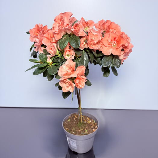 Азалия на штамбе Коралловая 40 см