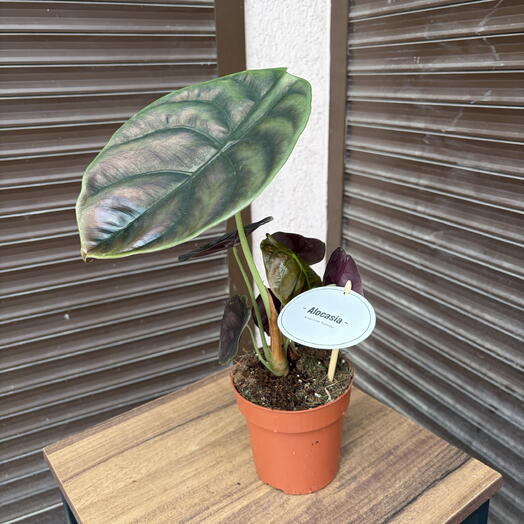 Алоказия «Красный Секрет» (Alocasia Cuprea «Red Secret»)