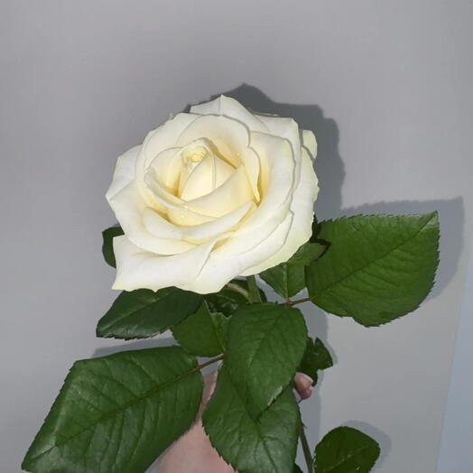 Роза белая