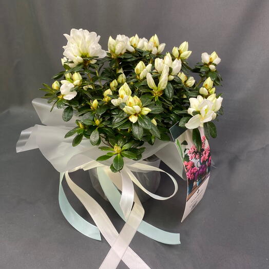 Белая азалия в горшке букет