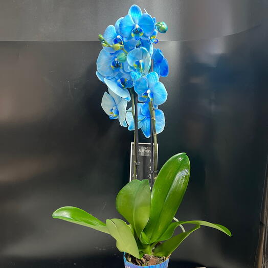 🩵Орхидея фаленопсис Magic blue